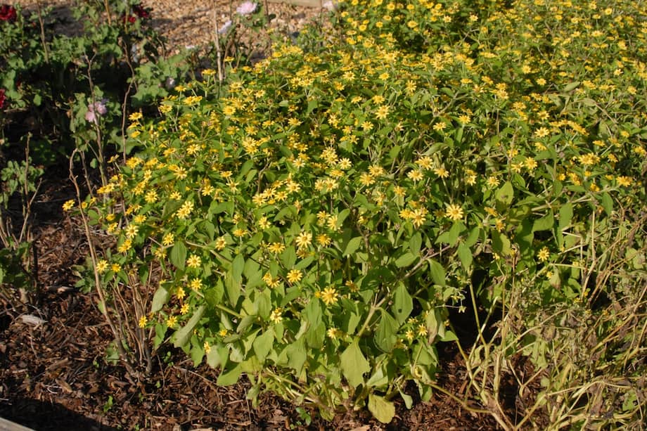 El Botón de Oro es una planta nativa de Colombia ideal para tener en jardines