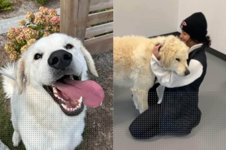 El perro era de "difícil adopción" por su gran tamaño.