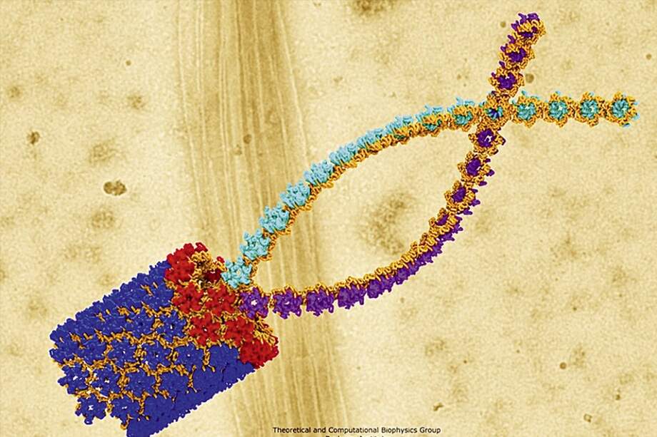 Modelo computarizado de la cápside del VIH. /Fotos: Cortesía