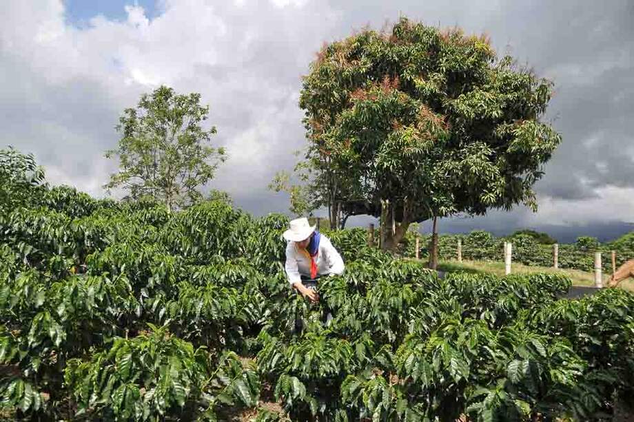 Entre enero y julio, la cosecha cafetera registró un valor aproximado de $2,8 billones, según cálculos de la Federación de Cafeteros. / Archivo - El Espectador