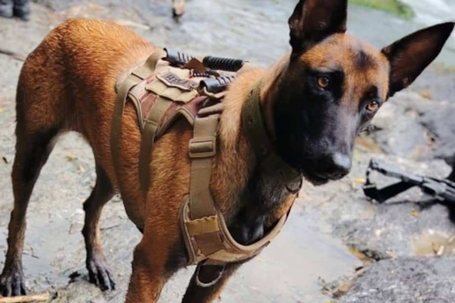 La perrita acompañaba labores de patrullaje cuando ocurrió el ataque en Norte de Santander.