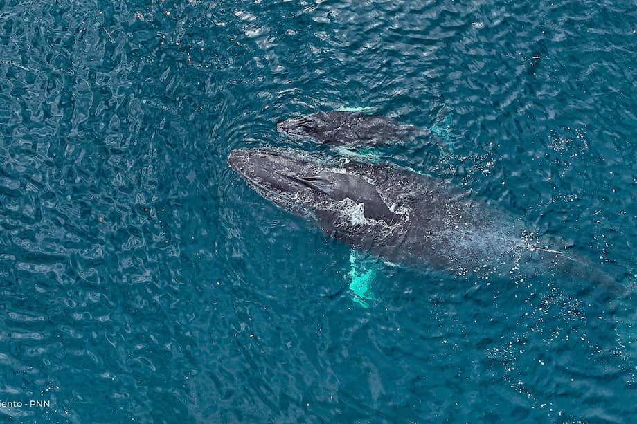 Una ballena jorobada y su cría nacida en el Océano Pacífico colombiano.