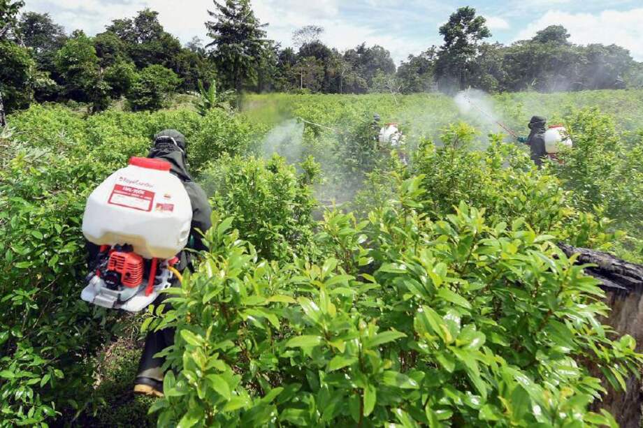 En 2019 había 154.000 hectáreas de cultivos de uso ilícito, según la ONU. Este año se conocerá la cifra de 2020. / AFP