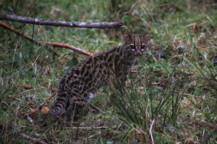 El tigrillo lanudo es uno de los félidos más pequeños de América junto con el gato de los Andes.