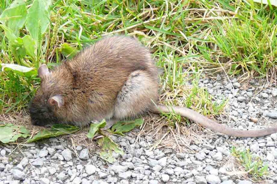 La carne de la rata de campo posee un porcentaje de proteínas similar al de las carnes de origen vacuno, porcino y aviar. / Agencia de Noticias UN/Unimedios