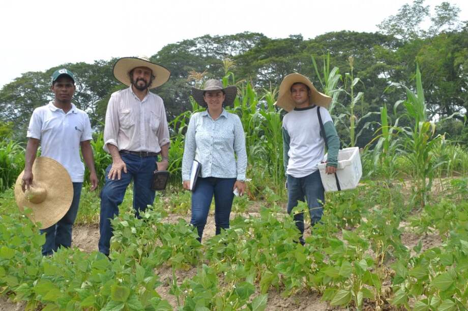 El auxiliar de investigación de Corpoica, Jonathan Ochoa; el patólogo del CIAT, Carlos Jara; la ingeniera de Caribia, Isueh Arenas y el asistente Fredy Mercado, en el cultivo.