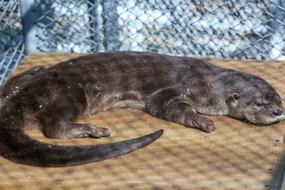 Las autoridades ambientales recordaron que las nutrias no deben ser alimentadas en ríos ni llevadas a casas para tenerlas como mascotas.