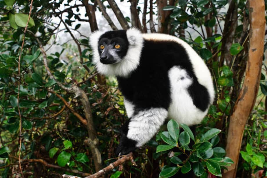 Existe ligera preferencia por los lémures rufos, que se consideran más "sabrosos" y valiosos.