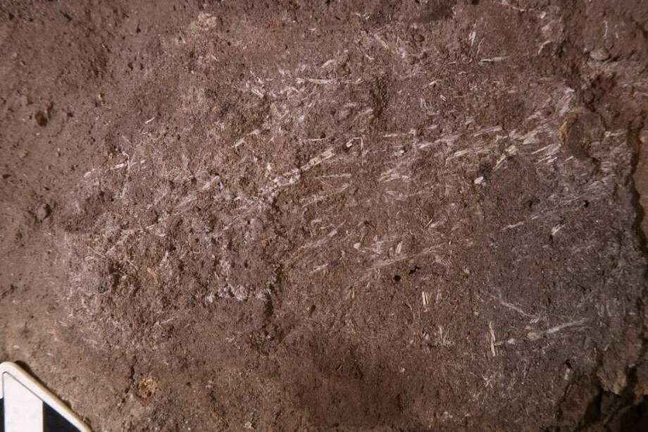 Fragmentos de hierba fosilizados en Border Cave (Sudáfrica) de 200.000 años de antigüedad.