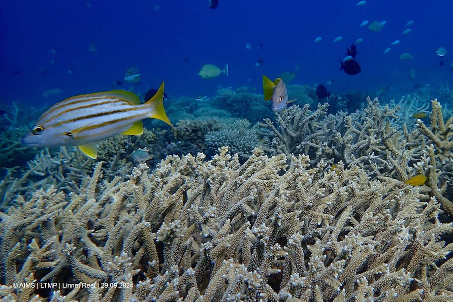 (Foto de referencia). El período de grabación abarca el blanqueamiento masivo de corales de 2023, el más fuerte registrado hasta ahora.