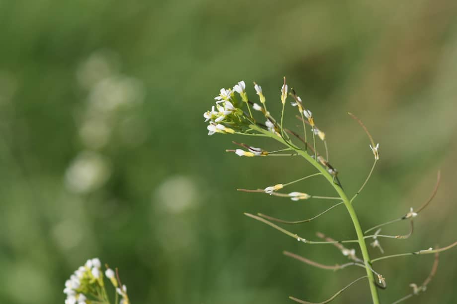 Un ejemplar de Arabidopsis thaliana, la planta utilizada en el estudio / Flikr