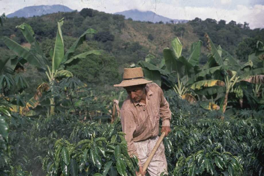 Levantar paro cafetero costará al país más de $600 mil millones