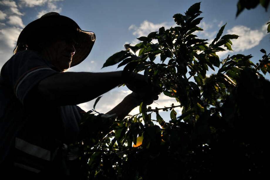 La fotógrafa colombiana Laura Amador Toro exhibirá imágenes con las que pretende rescatar la dinámica y las tradiciones cafeteras que tiene el municipio / Archivo El Espectador