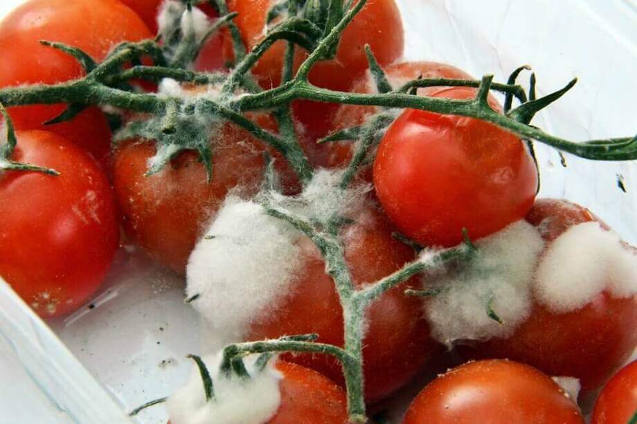 Ante estas cifras, numerosos líderes mundiales se han reunido este martes en Addis Abeba (Etiopía) en la Primera Conferencia Internacional sobre Inocuidad de los Alimentos. / Pixabay