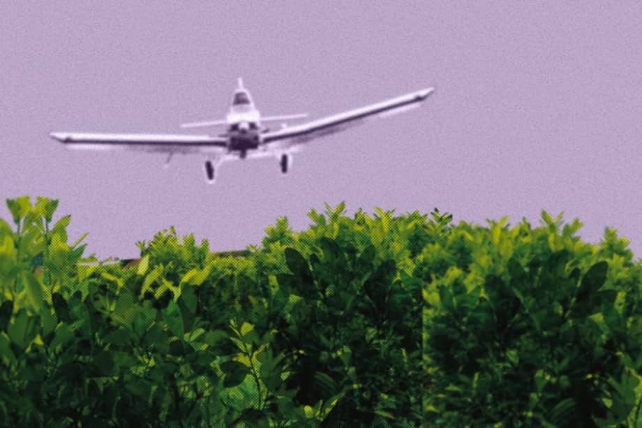 Coca, la mata que no mata.