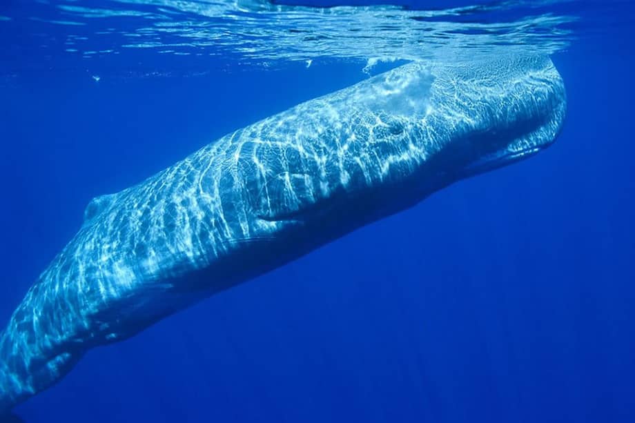 A pesar de su color oscuro, la bilis tiene un olor muy terrenal y sabor dulce. La sustancia fue ampliamente utilizada en los cosméticos y perfumes; sin embargo, actualmente su uso ha sido desplazado debido a la aparición de los olores sintéticos./ Archivo