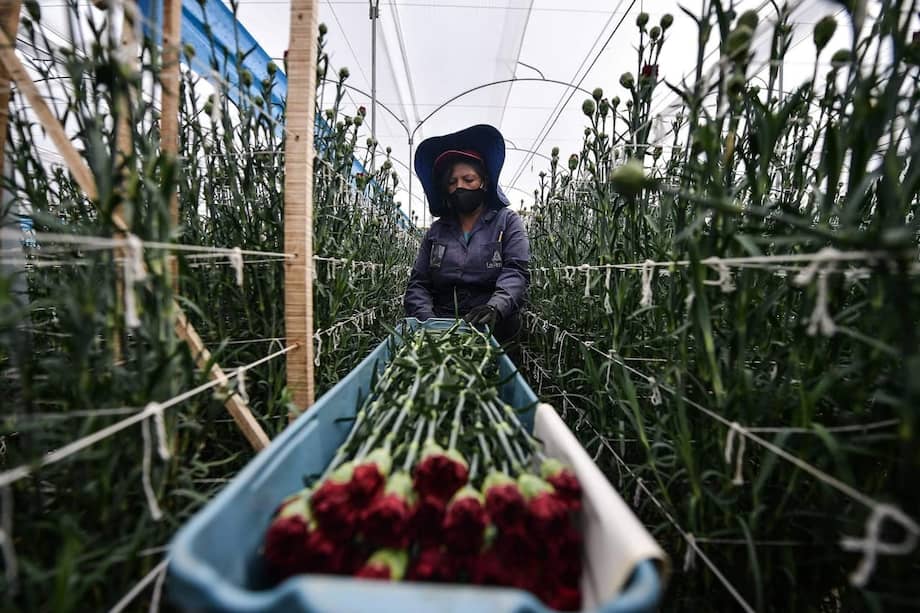 Según datos provistos por Analdex, en 2022 las exportaciones de Colombia a Estados Unidos llegaron a US$14.836 millones, con un crecimiento del 35,4 % frente a 2021. Imagen de referencia.