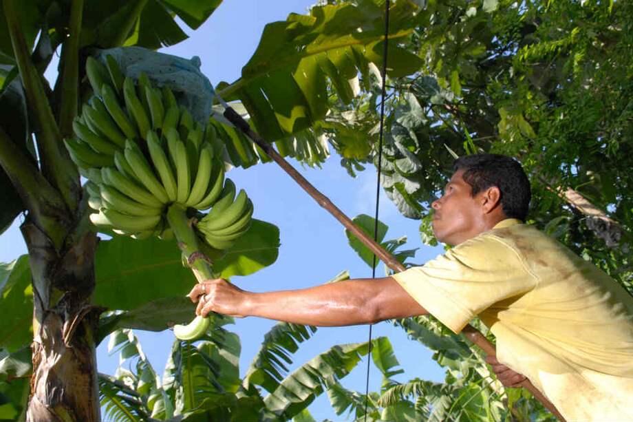 La justicia indaga a otras seis empresas bananeras del Urabá que podrían haberles pagado también a los ‘paras’. / Archivo