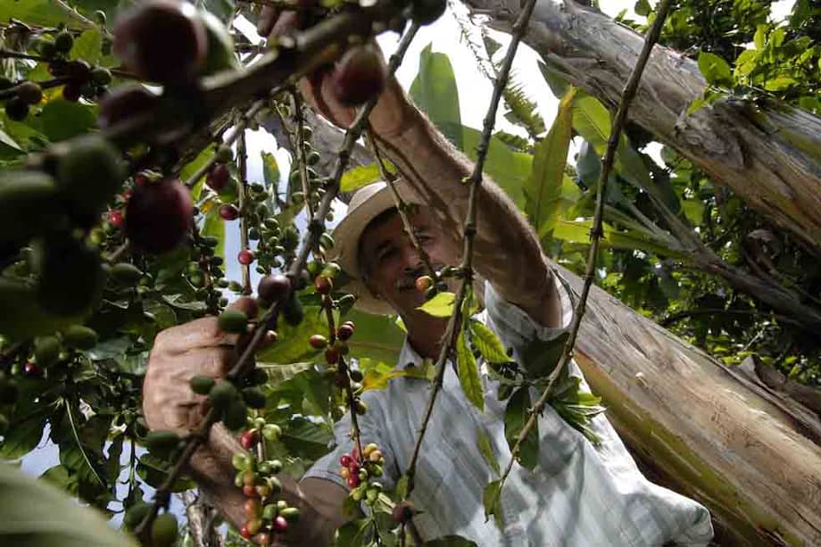 Si bien 2014 ha sido un buen año para la cosecha del café, Colombia aún está a medio camino para alcanzar niveles de productividad por hectárea de países como Brasil. / Archivo