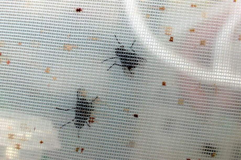 Fotografía de la mosca invasora parasítica Philornis downsi en la Fundación Charles Darwin, en octubre de 2021 en Santa Cruz, Galápagos (Ecuador).