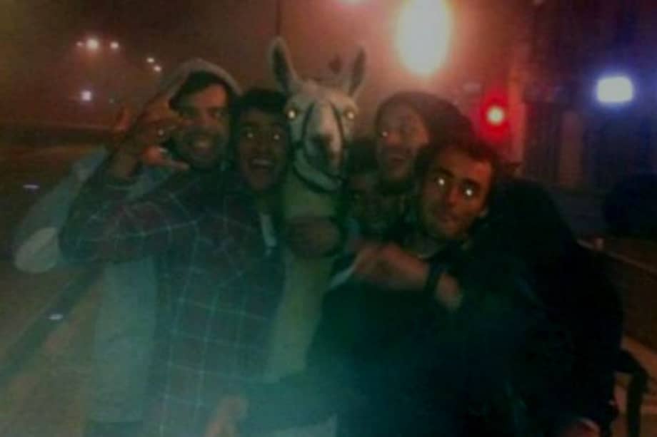 Borrachos se robaron una llama y la llevaron de fiesta