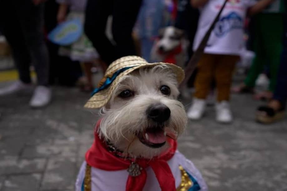 El evento contará con la participación de alrededor de 600 mascotas y el acompañamiento de más de 10 veterinarios, quienes estarán atentos a cualquier eventualidad.