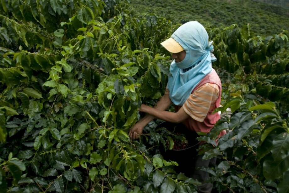 En los diez primeros meses del presente año la producción cafetera colombiana creció 15%. / Bloomberg News