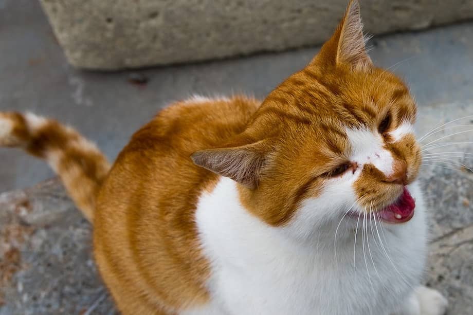 El estudio también analizó comportamientos relacionados con la alimentación y los saludos, descartando la idea de que los gatos solo se muestren vocales o afectuosos cuando buscan comida.