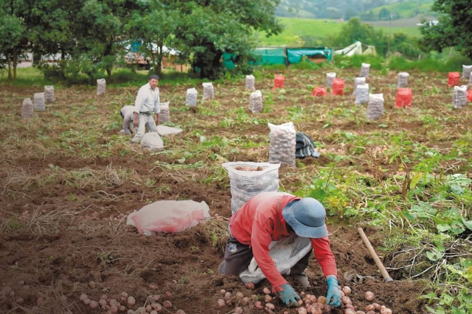 La papa cayó 27,8 % en un año, pero en noviembre repuntó 18 %.