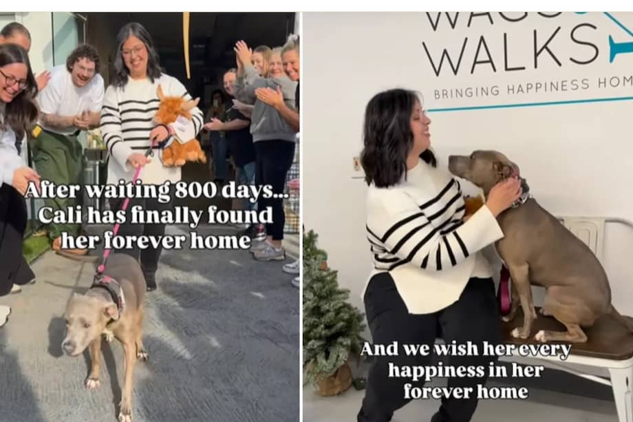 La adopción fue celebrada por el personal y los voluntarios, quienes compartieron en Instagram el momento en que Cali se despidió del refugio.
