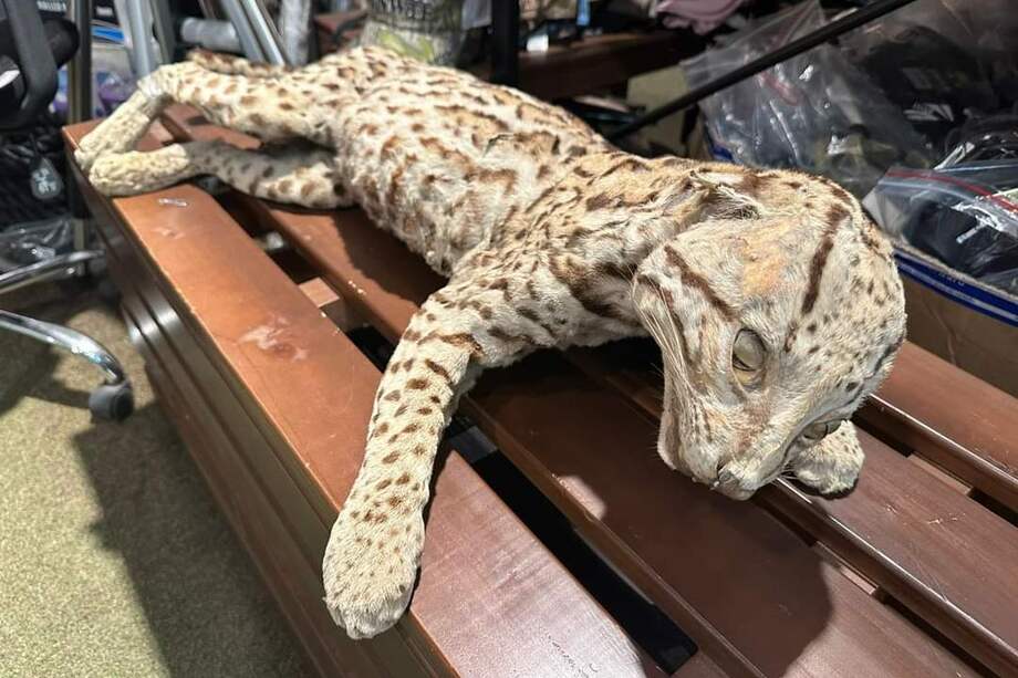 Las autoridades hicieron un llamado para proteger a la fauna silvestre del país.