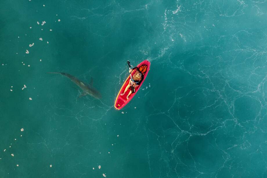De acuerdo con expertos, los ataques mortales de tiburones son muy raros. Generalmente, se reportan de cinco a seis casos por año, que suelen ocurrir en Australia.