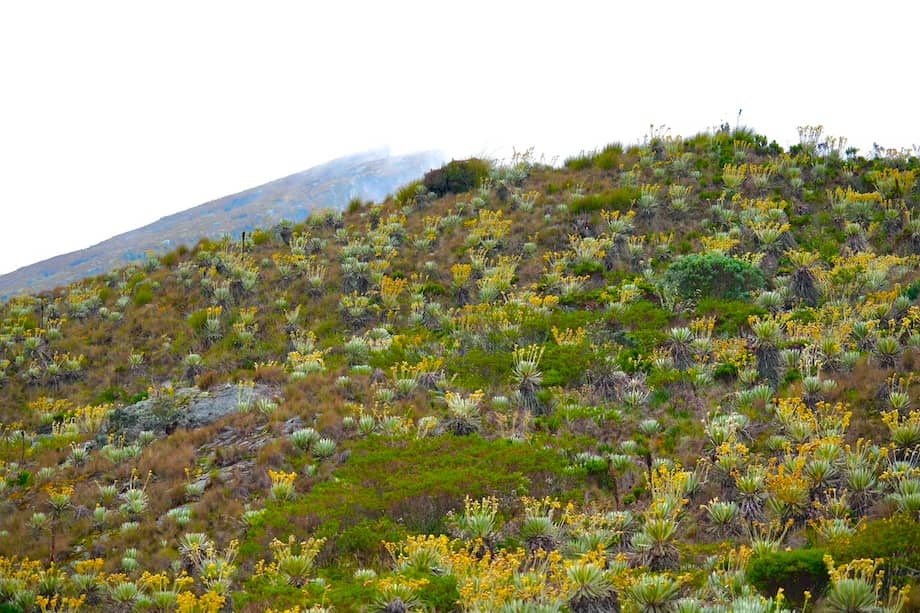 El complejo de páramos Cruz Verde–Sumapaz cuenta con una superficie total de 315.066 hectáreas.
