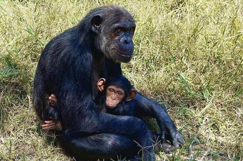 Gran simio
DR ROBERT SHAVE, UBC OKANAGAN.
17/6/2024