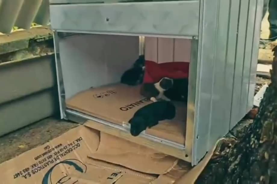 La Policía de Tolima y la comunidad construyeron un refugio con materiales reciclados para proteger a Saltarina y sus cachorros.