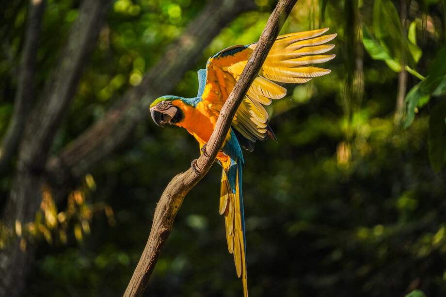El parque protege un fragmento de bosque seco tropical regenerando al menos 35 hectáreas, más del 42% de su área.