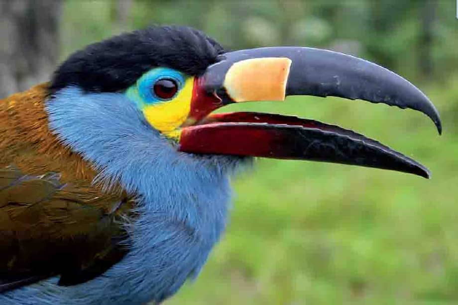 ‘Andigena laminirostris’, o tucán de montaña, una de las especies que más riesgo enfrentan en Nariño. / Cristian Flórez-Paí