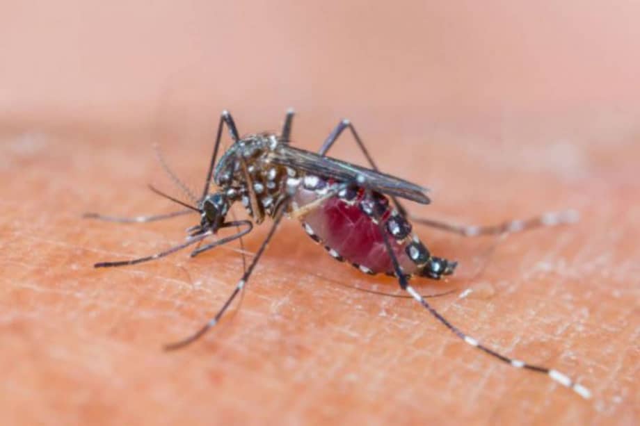 En 2014 han muerto 12 personas por dengue en el Valle del Cauca