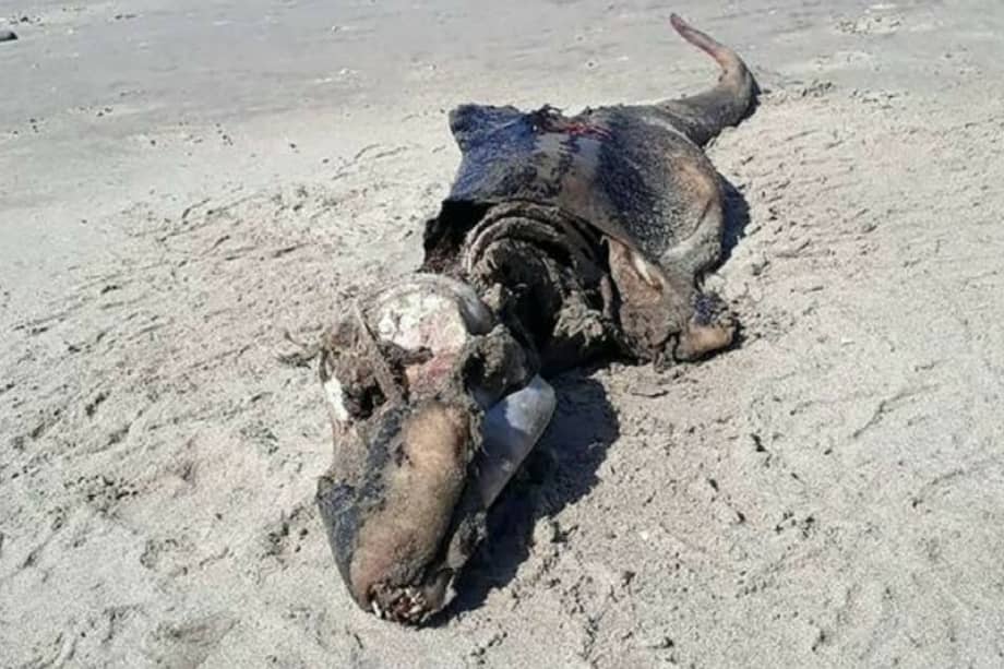 El misterio de la criatura empezó esta semana, después de que su cuerpo fuera arrastrado por las ola hasta un playa de la península de Gower en la costa sur de Gales, Reino Unido.