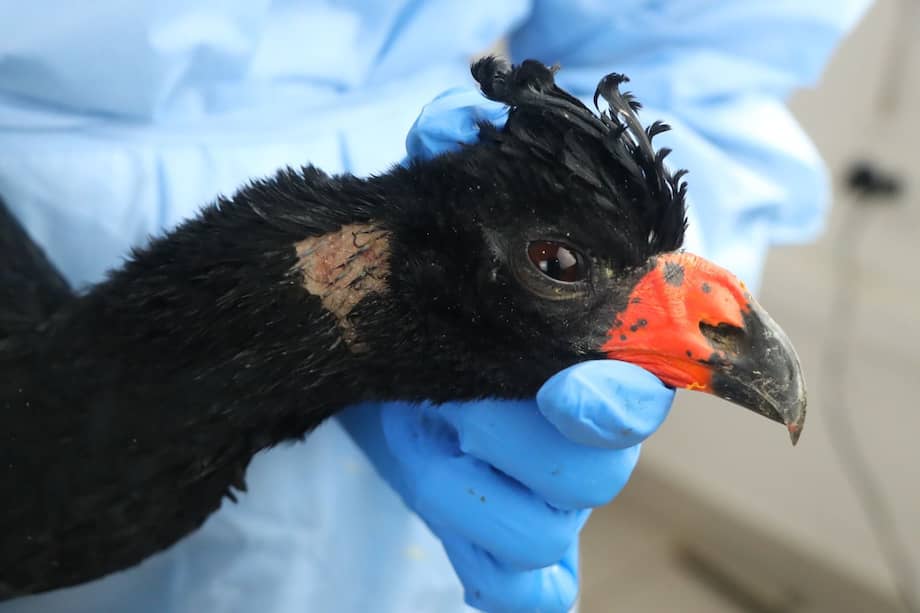 Los especialistas realizarán procesos de rehabilitación para el posible retorno seguro a la vida en libertad de estos animales.