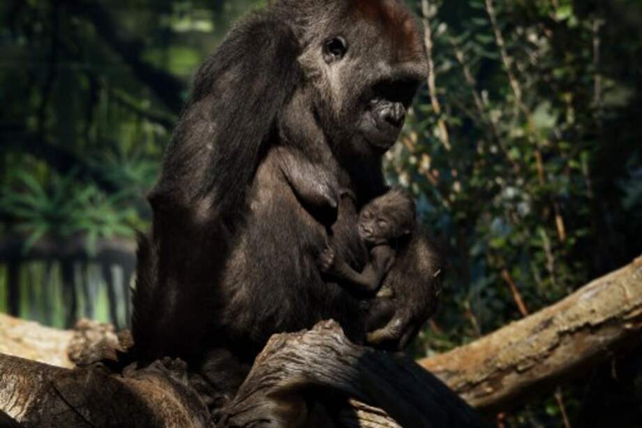 Gorilas en el zoológico de San Diego presentaron síntomas de coronavirus.