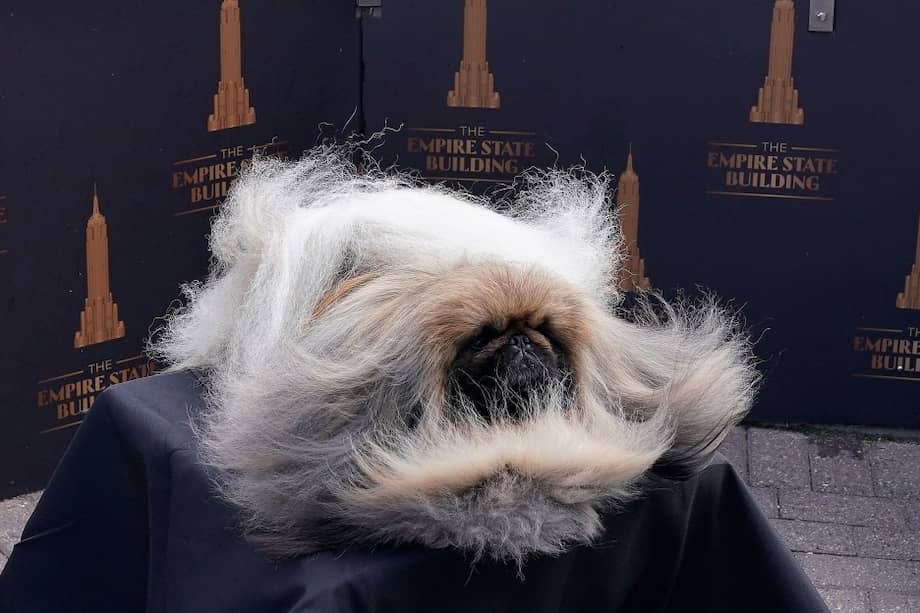 Este es el pequinés Wasabi, una bola de pelo que ganó el concurso Westminster.