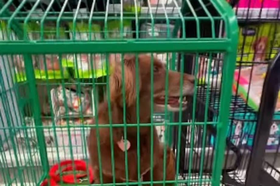 En Instagram, Jumbo se proclamó como el “primer supermercado pet friendly” de Chile.