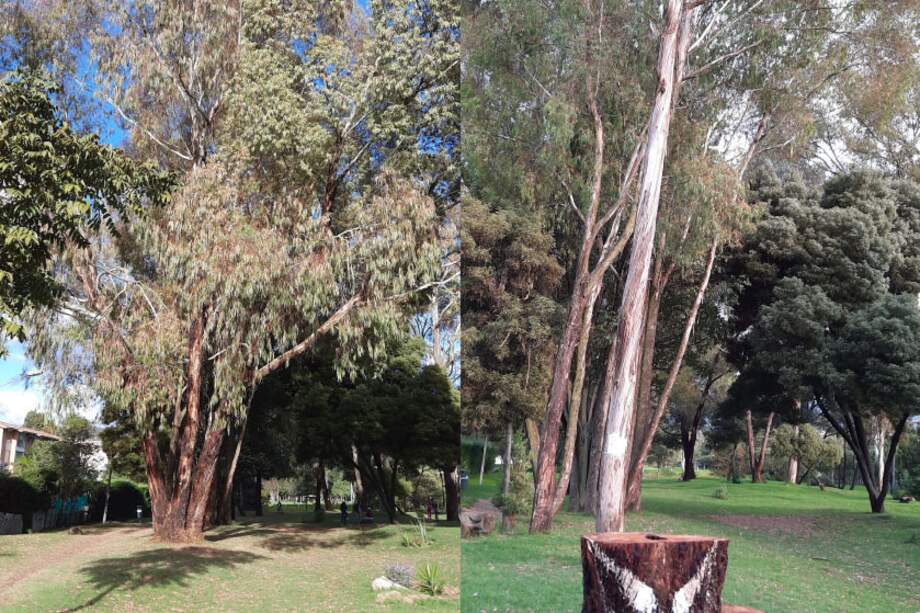 El antes y el ahora del eucalipto mayor del bosque urbano del barrio Santa Helena, recién talado por orden de la Secretaría de Medio Ambiente de Bogotá.