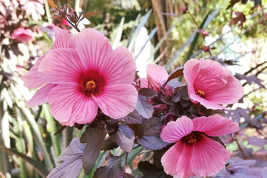 Flores de vinagre (Hibiscus acetosella), perteneciente a la colección de Plantas Medicinales del Jardín Botánico.