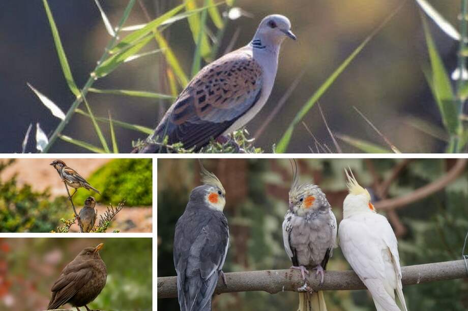 Dos mariposas Heraclides thoas nealces, en Colombia. EFE/Jesús Vélez
