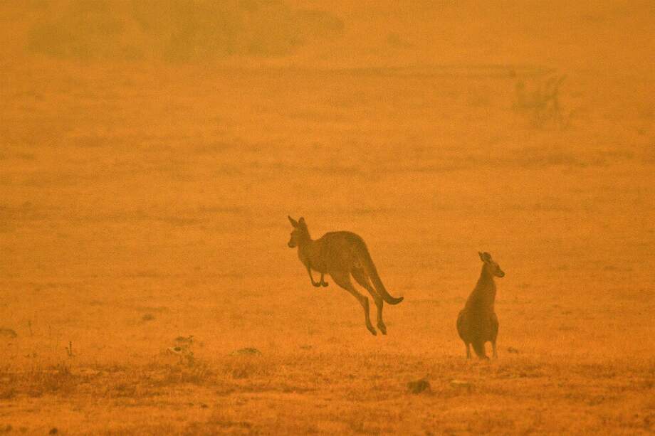 Según cifras de investigadores de la Universidad de Sydney, hasta el momento han muerto 480 millones de animales. / AFP