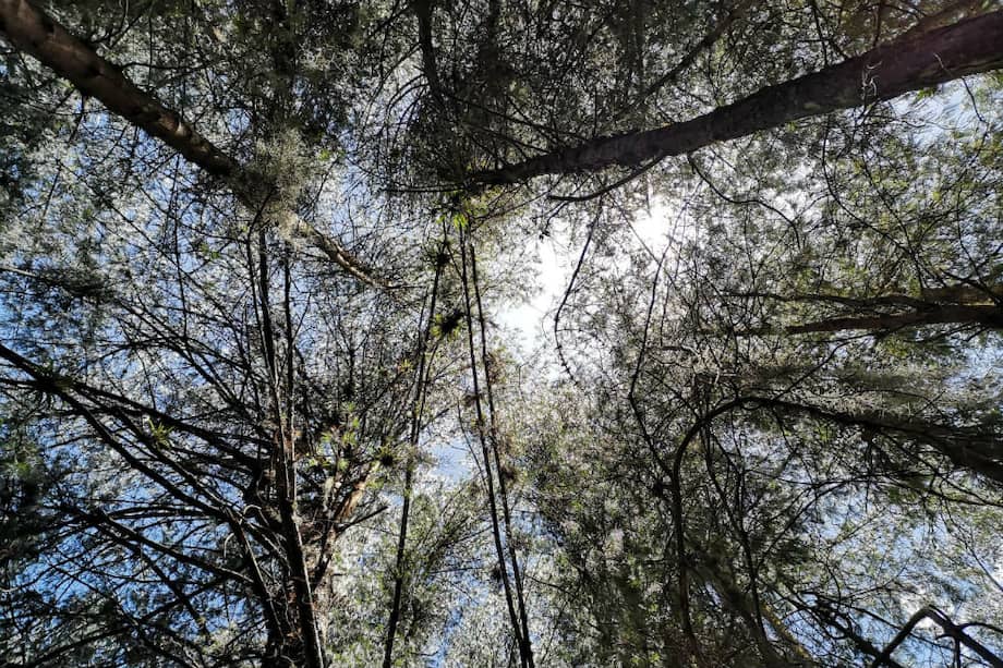 Gobierno construirá un parque en homenaje a las víctimas del COVID-19