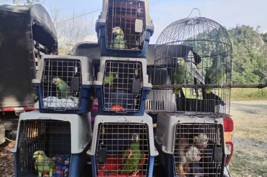 Cornare destacó que muchos de los animales rescatados no logran ser reintroducidos en su hábitat natural.