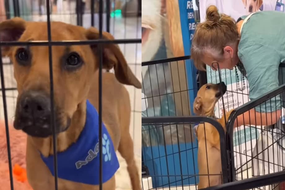 Torito, el perrito que nadie quería adoptar en Chile.